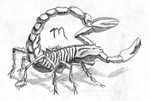 Scorpian
